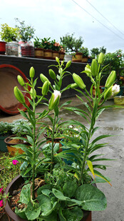 盆栽欧洲百合花卉绽放于户外