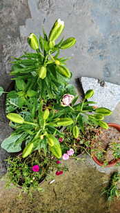 墙边欧洲百合绽放多彩花卉