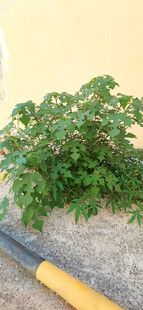 水泥路旁的构树苗