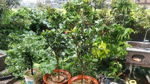 庭院绿植山茶花盆栽景观