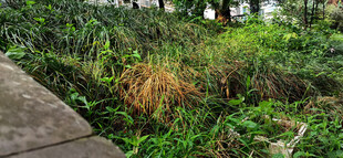 晨光下的繁茂绿植