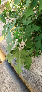 绿叶旁的黑黄障碍物