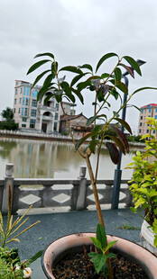 盆栽植物与远处城市景观