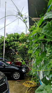 庭院绿植环绕的黑色汽车