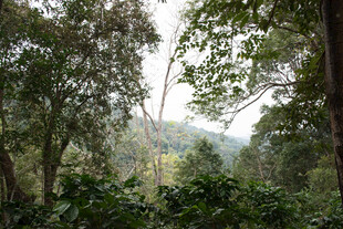 茂密森林绿意盎然景象