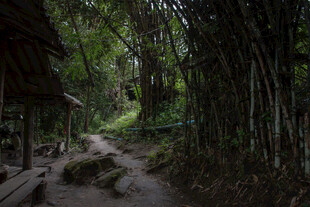 林间小屋旁的幽静小道