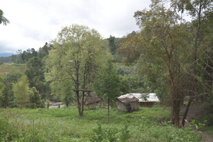 乡村绿野中的静谧小屋