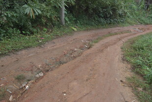 蜿蜒乡间土路 绿意环绕