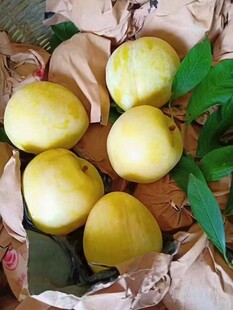黄金李 奈李