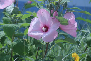 芙蓉葵