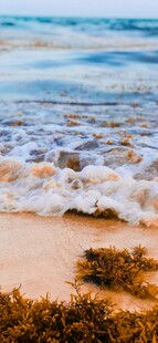 沙滩海浪边的褐色海藻