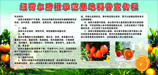 脐橙