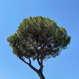 蓝天之下的孤耸松树