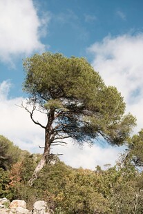 孤松挺立山间美景