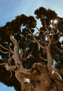 古老苍劲的大树