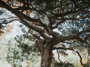 古老苍劲的大树