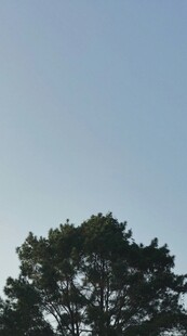 蓝天映衬下的茂密树冠