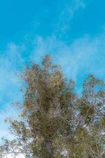 蓝天之下的葱郁树木