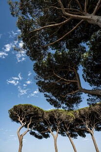 蓝天绿树构成美丽景致