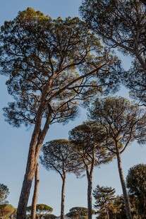 高耸入云的挺拔松树