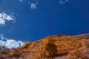 蓝天映衬下的金黄山坡