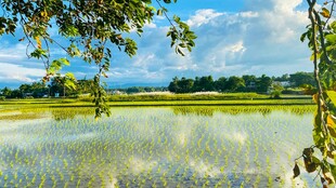 田园水田风光美景