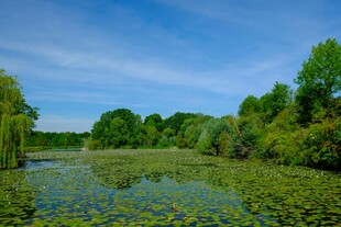 湖畔绿意盎然的自然景致