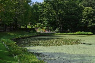 静谧池塘边的绿意景致