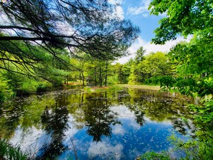 森林中的静谧清澈湖泊