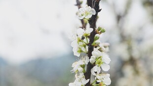 枝头绽放的白色花朵