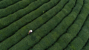 绿色梯田中的孤独身影