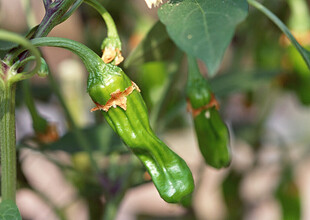 枝头翠绿尖椒生机勃勃