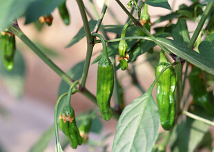 枝头翠绿小尖椒