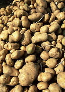 大量土豆堆积