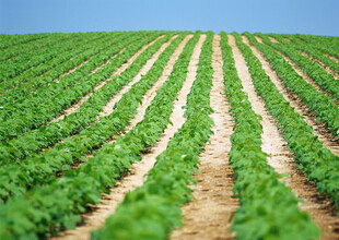 整齐排列的绿色农田