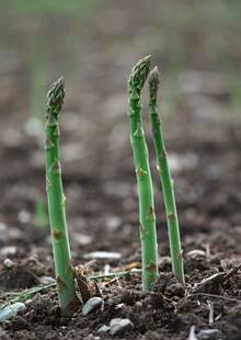 破土而出的鲜嫩芦笋