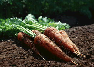 新鲜出土的胡萝卜