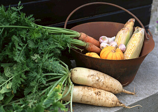 新鲜蔬菜与篮子的组合