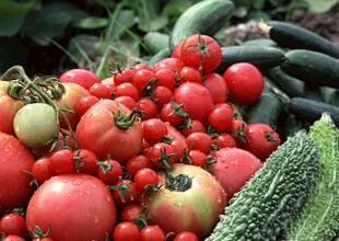 新鲜番茄与黄瓜的丰收景象