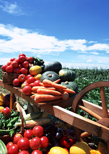 丰收的多彩蔬果展示