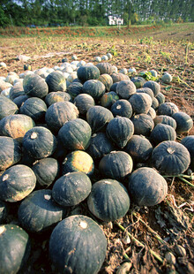 田间堆放的大量青皮南瓜