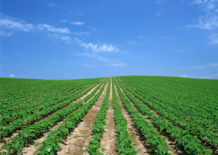 广袤农田绿意盎然