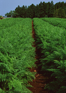 整齐排列的绿色植物田地