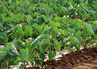 绿意盎然的辣椒种植田