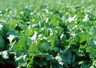 绿色蔬菜田