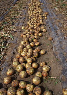 田地里排列整齐的收获土豆