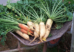 新鲜多样萝卜摆放在一起