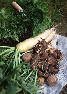 新鲜有机蔬菜组合展示