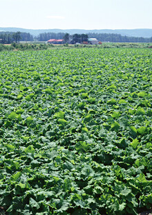 广袤农田绿意盎然