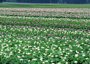 荷花盛开的繁茂荷塘景色